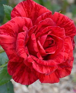 Роза чайно-гибридная Ред Интуишн (2-3 литра)