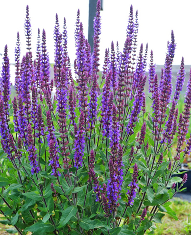 Шалфей дубравный Карадонна