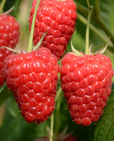 Саженцы Малина Маравила