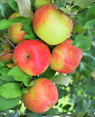 Яблоня Хани крисп