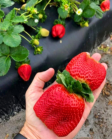 Саженцы Клубника (Земляника) садовая Арианна