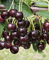 Вишня Брюнетка