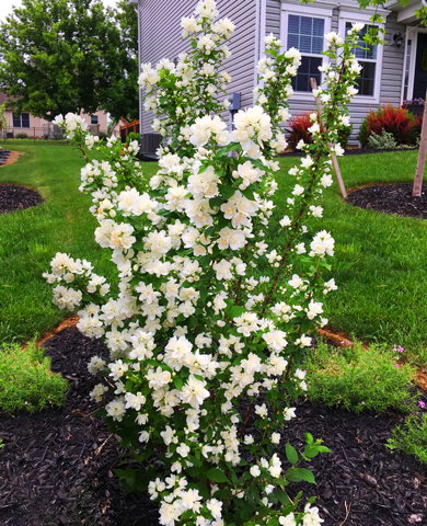 Жасмин Жемчуг