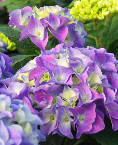 Гортензия крупнолистная Боденси