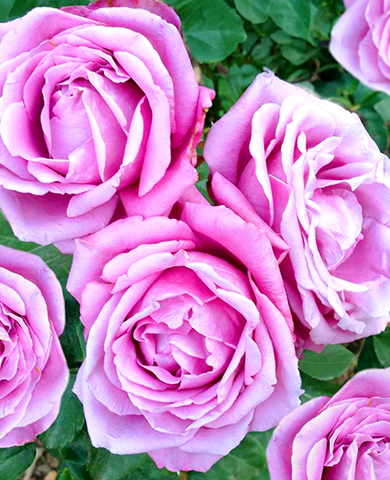 Роза чайно-гибридная Шарль де Голль