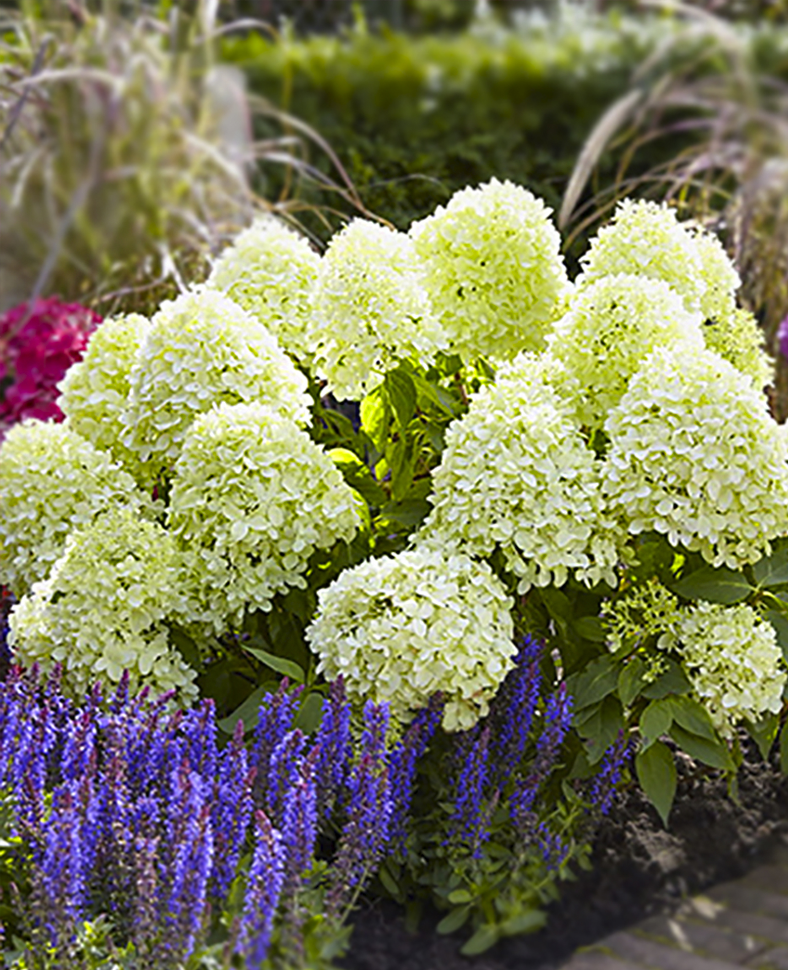 Литл спуки. Литл спуки. Литл спуки. Литл спуки. Литл спуки.