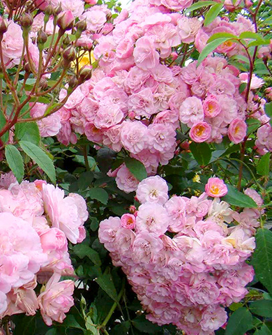 Роза мускусная Хавенли Пинк