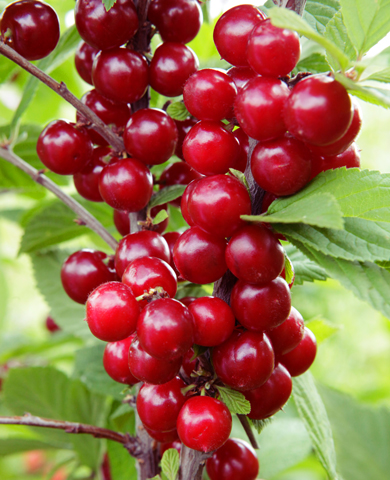 Саженцы Вишня войлочная Натали