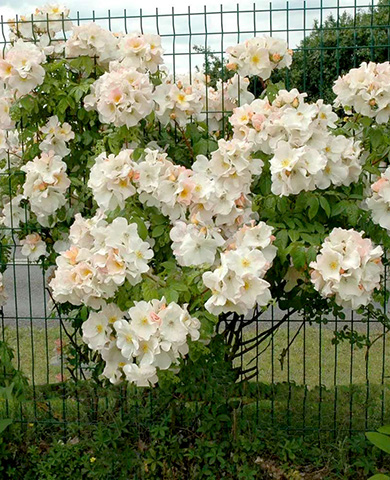 Роза мускусная Салли Холмс