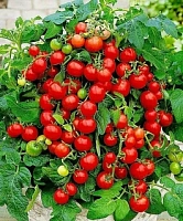 Семена Томат Пиноккио (комнатный)