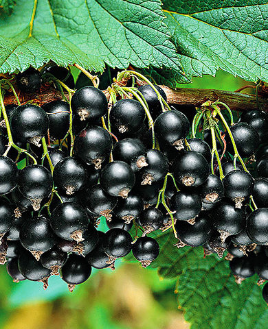 Саженцы Смородина Титания