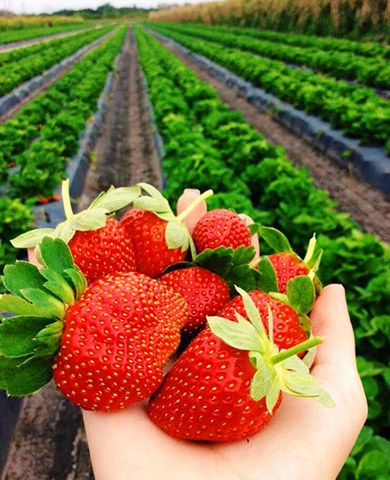 Саженцы клубники (земляники) садовой Фестивальная