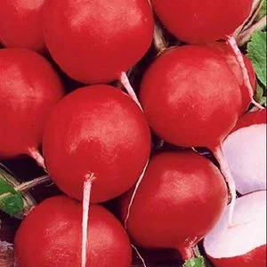 Семена Редис Родос б/п