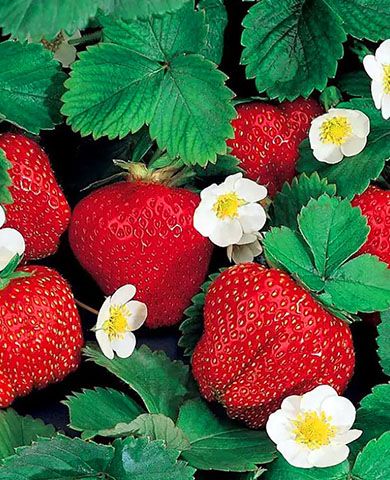 Саженцы клубники (земляники) садовой Кармен