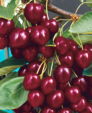 Саженцы Вишня Лебедянская