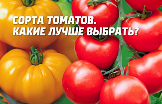 Сорта семян томатов, какие лучше выбрать