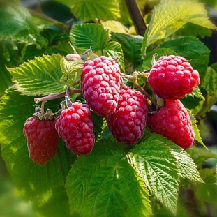 Малина Карамелька