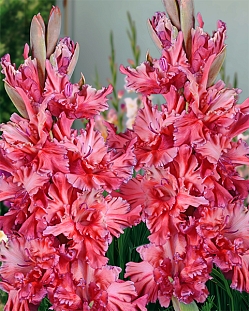 Гладиолус Чеширский Кот