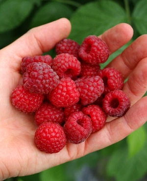 Саженцы Малина Микер