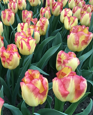 Тюльпан Кейп Таун