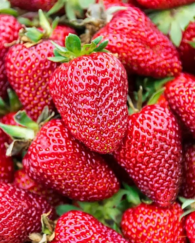 Саженцы Клубника (Земляника) садовая Брилла