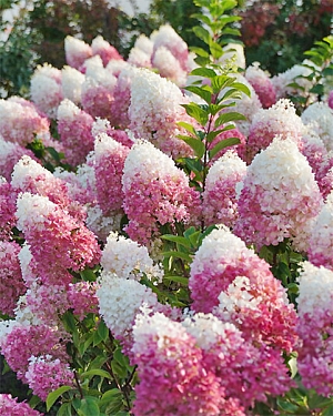 Гортензия метельчатая Строуберри блоссом