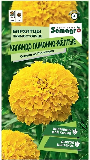 Семена Бархатцев прямостоячих Каландо лимонно-жёлтые 15 шт – это ваш шанс создать великолепие на клумбе или в саду. Эти неприхотливые однолетние растения подарят вам крупные махровые соцветия лимонно-жёлтого цвета, которые будут радовать глаз с весны до осени. Представьте, как вы ухаживаете за своими грядками, наблюдая, как на прочных цветоносах распускаются крупные корзинки диаметром 6-10 см, придавая вашему участку яркость и уют. Посадка семян – это простое и увлекательное занятие. После окончания весенних заморозков высаживайте рассаду в грунт, соблюдая расстояние между растениями 20-30 см. Чтобы продлить цветение, не забудьте удалять увядшие цветки. Эти бархатцы не только декоративны, но и засухоустойчивы, что делает их идеальными для любых условий. Выбор профессионалов – это не просто слова. Мы гарантируем 100% урожай и предоставляем качественный посадочный материал, который прошёл проверку специалистами. Каждая упаковка индивидуальна, а быстрая доставка позволит вам начать садовые работы без лишних задержек. Создайте свою идеальную клумбу с семенами Бархатцев прямостоячих Каландо лимонно-жёлтые 15 шт и наслаждайтесь каждым моментом, проведённым среди цветов, которые вы вырастили сами.