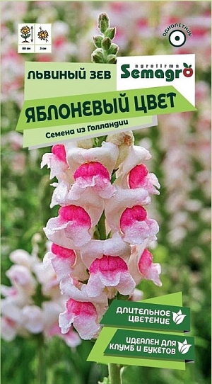 Компактный низкорослый сорт с цветками оригинальной нежной окраски. Куст высотой 15-17 см, в период цветения весь покрывается крупными цветками, производя ошеломляющий эффект. Устойчив к заморозкам. Великолепно подходит для украшения клумб, балконов, оконных ящиков, вазонов. Можно использовать в качестве почвопокровного растения. Рекомендуется для массовых посадок и создания яркого бордюра.