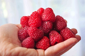 Малина ремонтантная Дашкина радость