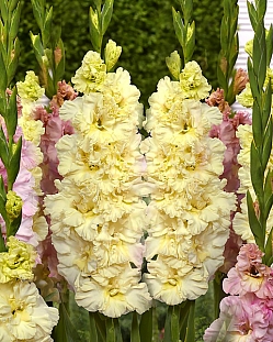 Гладиолус Свит Кристал