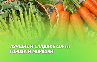 САМЫЕ СЛАДКИЕ СОРТА ГОРОХА И МОРКОВИ