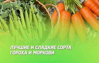 САМЫЕ СЛАДКИЕ СОРТА ГОРОХА И МОРКОВИ