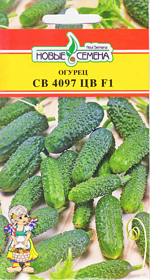 Семена Огурец СВ 4097 ЦВ F1