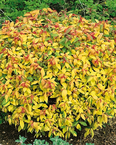 Спирея японская Голдфлэйм