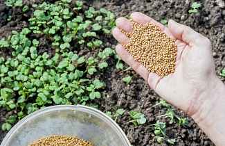 Сидераты в июле-августе: секретное оружие для оживления уставшей почвы