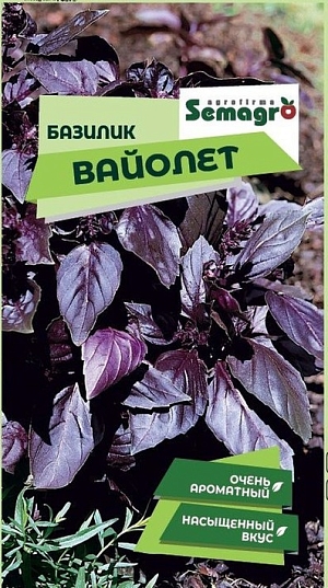 Базилик Вайолет