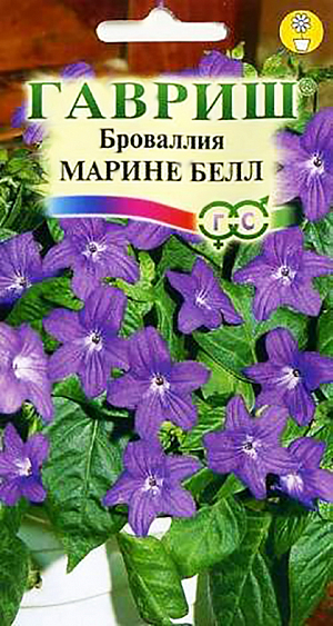 <div>
 Семена Броваллия великолепная Марине Белл.
</div>
Многолетнее растение для комнат и интерьеров. Броваллию выращивают в виде кустика высотой 25-30 см и диаметром 30-35 см, она хорошо формируется, в ответ на внимание и уход обильно и продолжительно цветет. Растение сильноветвящееся, с гибкими побегами, великолепно сочетает окраску темно-синих цветков и темно-зеленой листвы. Цветки звездчато-воронковидные, с прочной фактурой, до 2-3 см в диаметре, пазушные или собранные в рыхлые кистевидные соцветия. Броваллия неприхотлива, достаточно холодостойка. Предпочитает светлое проветриваемое место, летом ее защищают от прямых солнечных лучей. Температура содержания летом 24° С, ночью на несколько градусов ниже, зимой - около 17° С, ночью 15° С. Полив летом регулярный, зимой умеренный. Подкормки производят удобрением для кактусов, содержащим мало азота, летом через 10-14 дней, зимой через 6-8 недель. Почву используют обычную для цветов. Семена у броваллии мелкие, их высевают, начиная с февраля, не заделывая в почву. При температуре почвы 20-22° С семена прорастают через 2 недели. Броваллию можно выращивать и как однолетник на клумбах, бордюрах,в подвесных корзинах в защищенных от ветра местах.