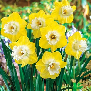 Нарцисс Сноу Фриллз