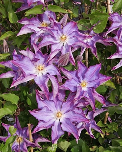 Клематис Палетт