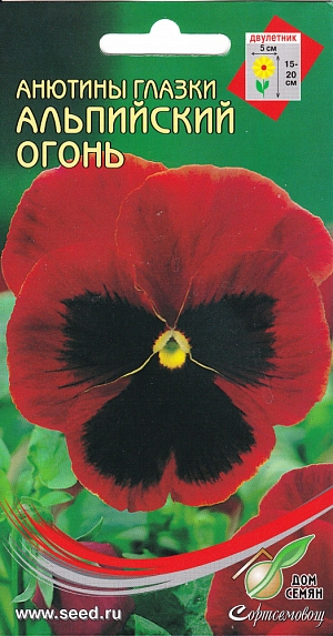 Красивое двулетнее растение с оригинальными цветками. Можно использовать для клумб, бордюров и маленьких букетиков. Цветет на второй год с июня. Посев в июне-июле в рассадные ящики в тепличку. Глубина посева 0,5 см. Всходы появляются через 10-14 дней при температуре 15-18С. Пикировать через 4 недели с высадкой на постоянное место. Растения нормально развиваются при температуре 6С. Растения предпочитают рыхлые питательные, хорошо дренированные почвы без свежего навоза. Полив обильный. На зиму укрывать.