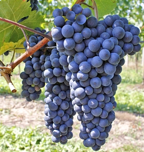 Виноград Агат Донской