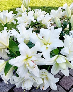 Лилия восточная махровая Близзард