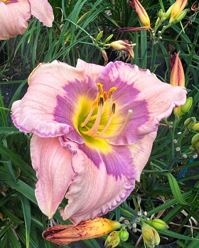 Лилейник Аметист Кисс