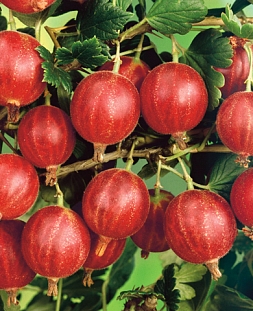 Крыжовник Сеянец Лефора