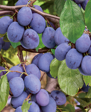 Саженцы Слива Волжская красавица