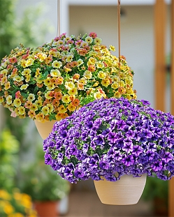 Набор петуний №1