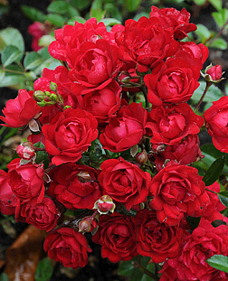 Роза почвопокровная Ред Фэйри