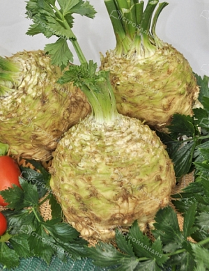 Сельдерей Пражский Гигант корневой