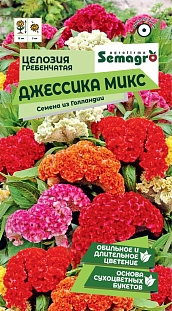 Целозия гребенчатая Джессика микс