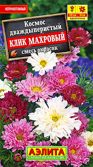 Семена Космос Клик махровый смесь окрасок.
Неприхотливое, быстрорастущее однолетнее растение с очень крупными (диаметром 9-11 см) махровыми соцветиями-корзинками и ажурной листвой. Стебли прямостоячие, крепкие, густоветвистые, высотой до 120 см. Цветение обильное и продолжительное, с июля до окончания сезона. Растения неприхотливые, холодостойкие, относительно засухоустойчивые, предпочитают солнечное местоположение. Рекомендуются для использования большими группами на клумбах, у оград и стен, на срезку. 
Агротехника. Посев семян в открытый грунт в конце апреля-мае гнёздами по 3-4 шт. Всходы появляются через две недели.